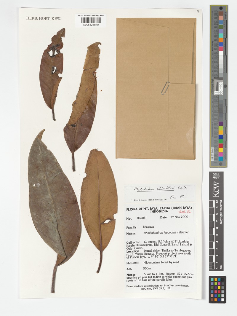 Rhododendron schlechteri photo 4