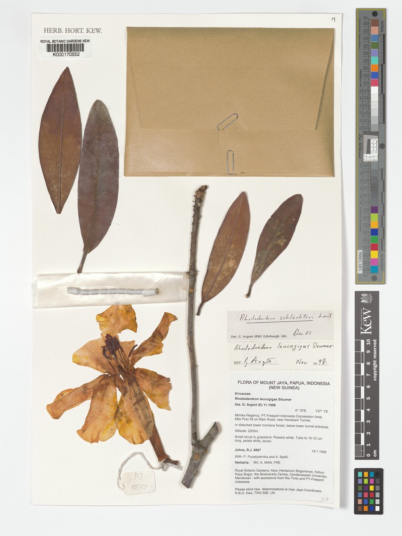Rhododendron schlechteri photo 5