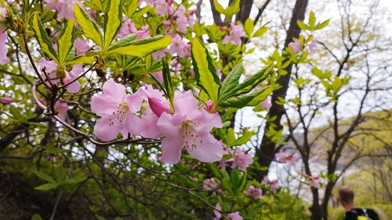 Rhododendron schlippenbachii photo 2