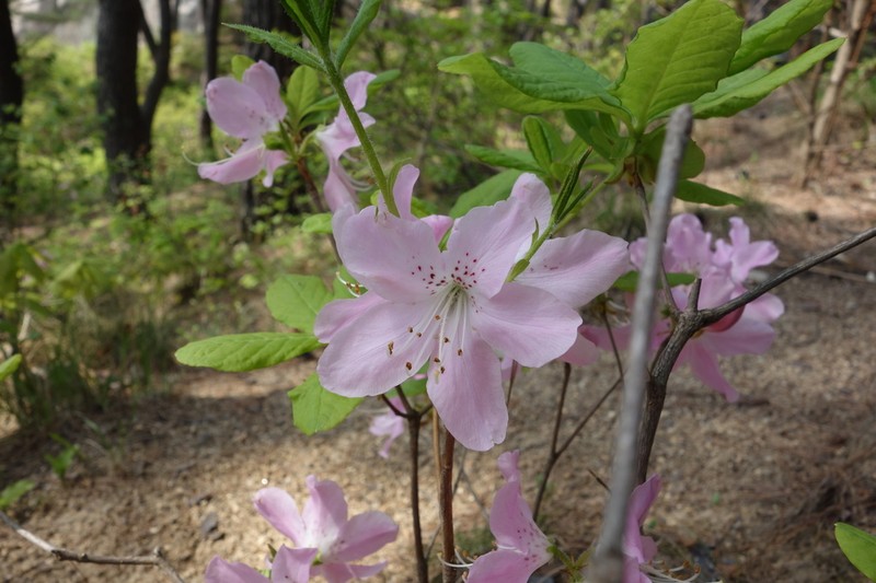Rhododendron schlippenbachii photo 3