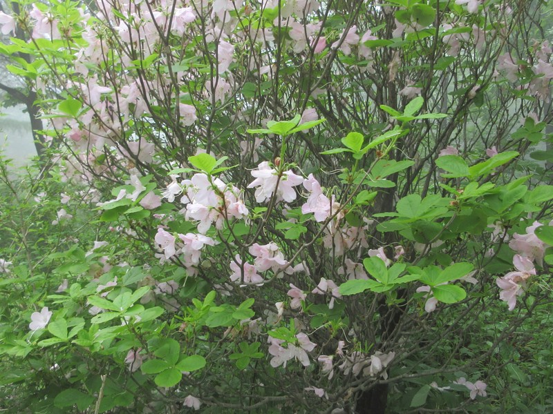 Rhododendron schlippenbachii photo 6