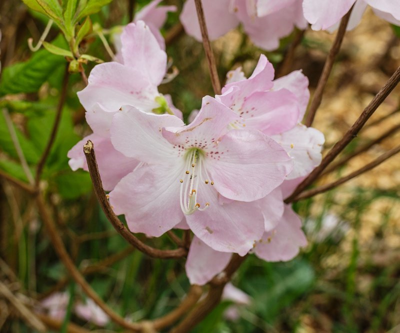 Rhododendron schlippenbachii