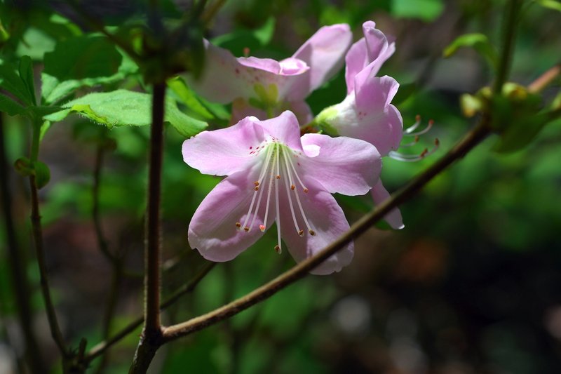 Rhododendron schlippenbachii
