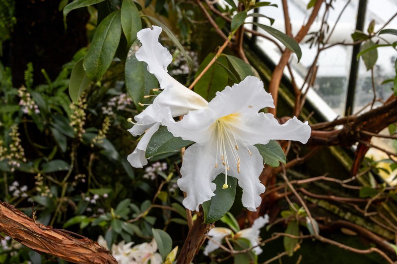 Rhododendron scopulorum