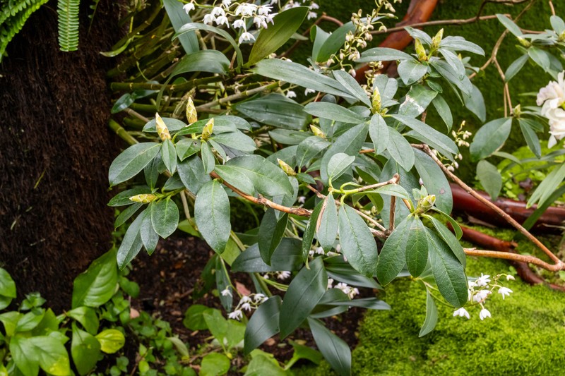 Rhododendron scopulorum photo 2