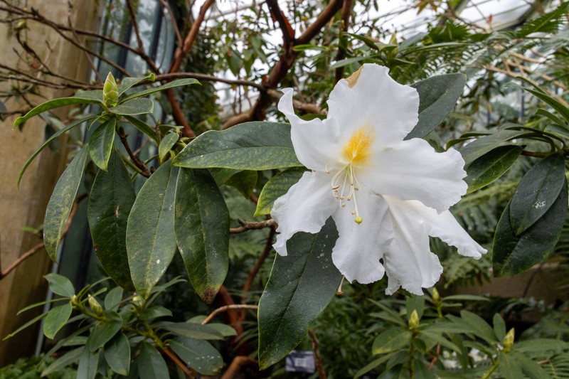 Rhododendron scopulorum photo 3
