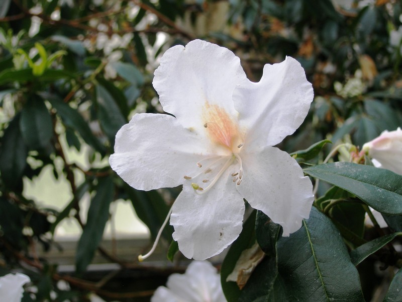 Rhododendron scopulorum photo 4
