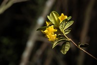 Rhododendron scortechinii