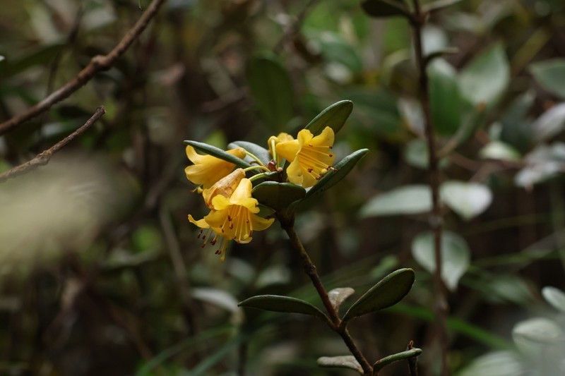Rhododendron scortechinii photo 2