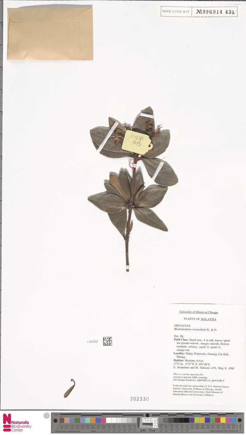 Rhododendron scortechinii photo 3