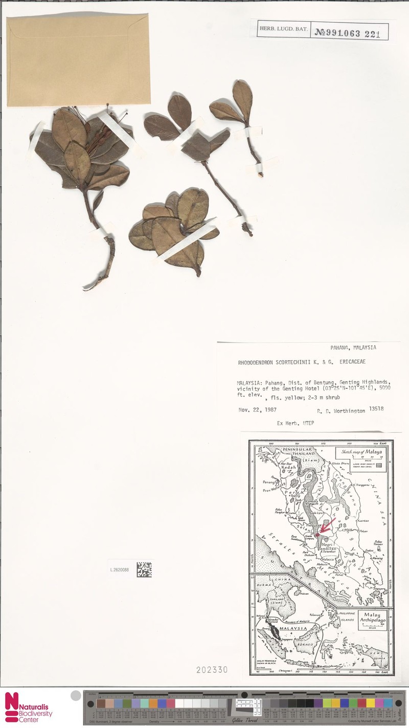 Rhododendron scortechinii photo 4