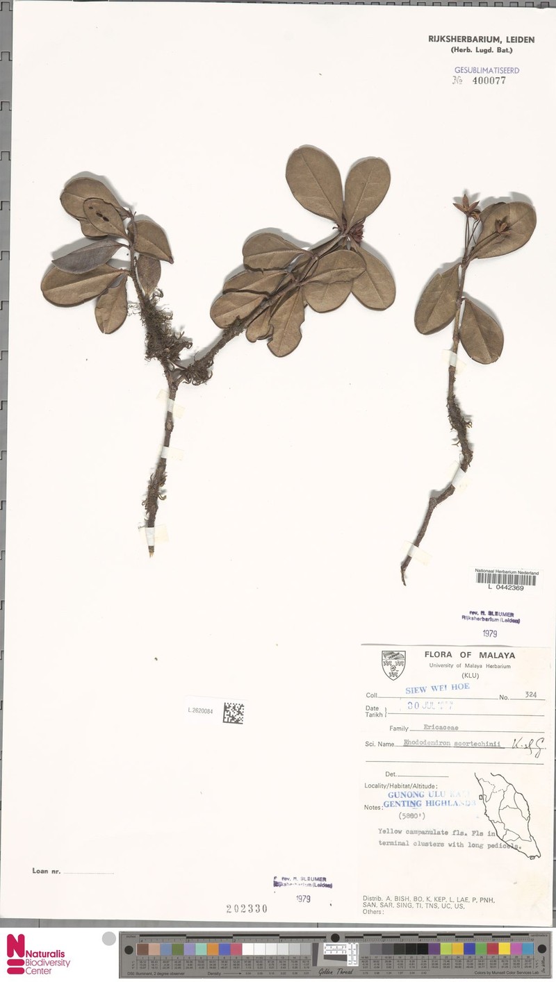 Rhododendron scortechinii photo 5