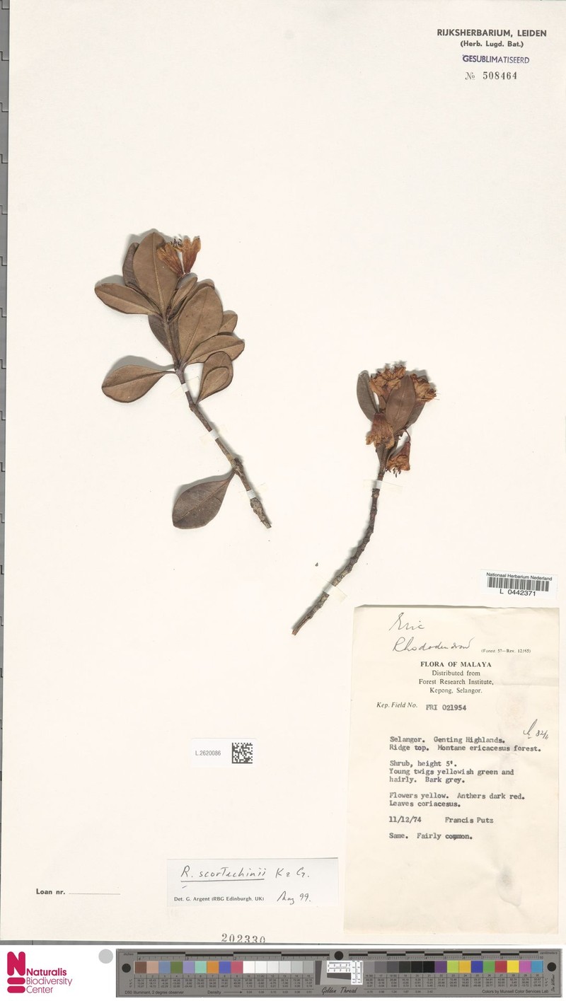 Rhododendron scortechinii photo 6