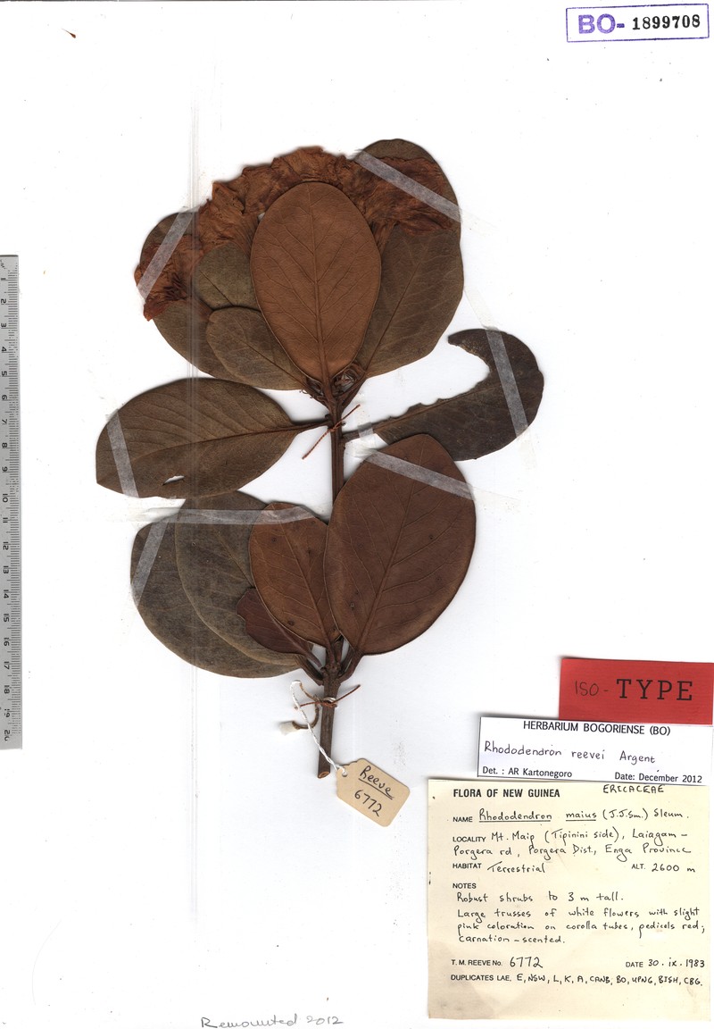 Rhododendron searleanum