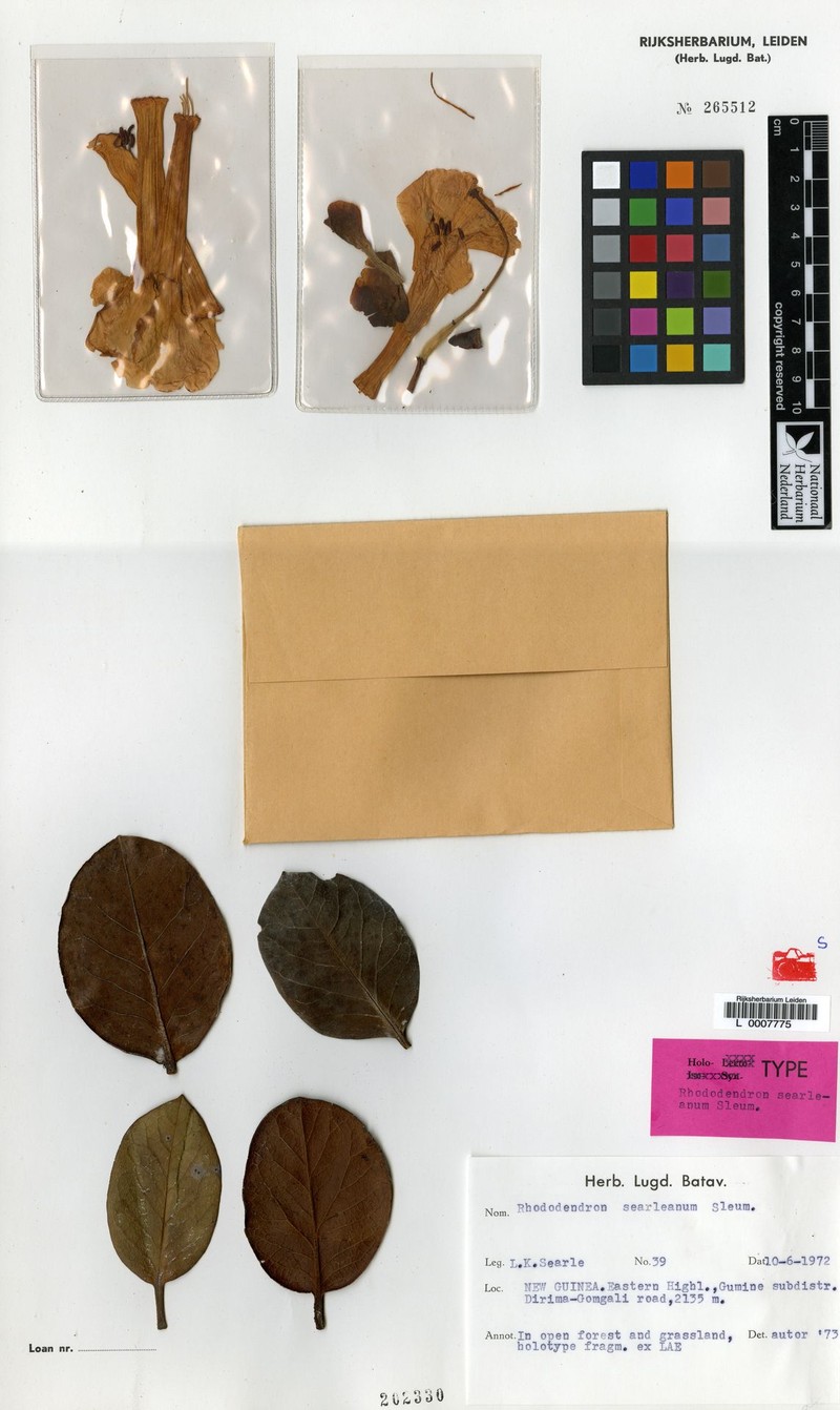 Rhododendron searleanum photo 2