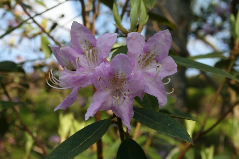 Rhododendron searsiae