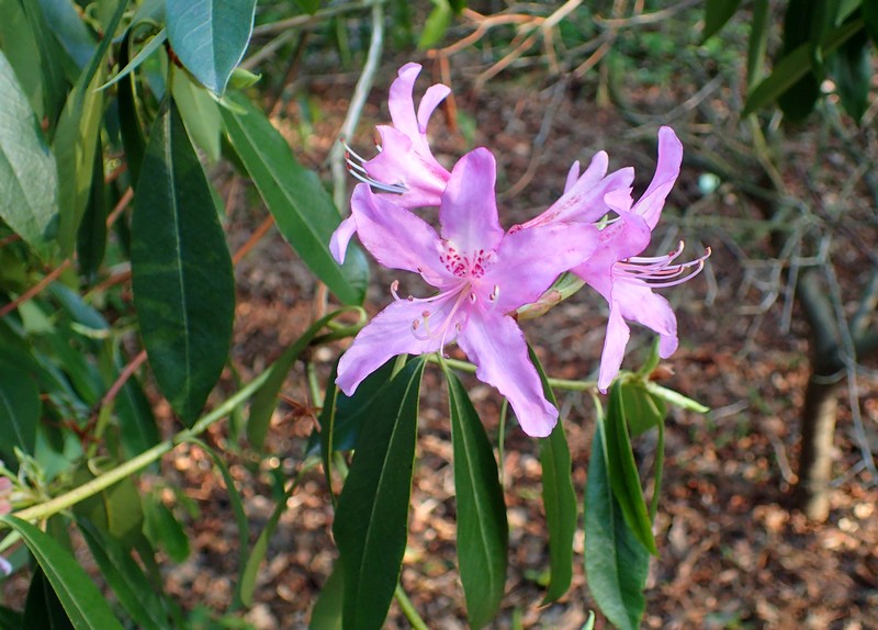 Rhododendron searsiae photo 2