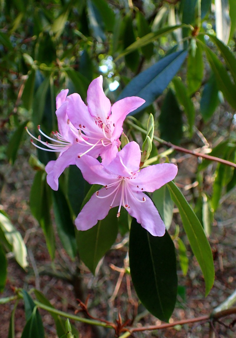 Rhododendron searsiae photo 3