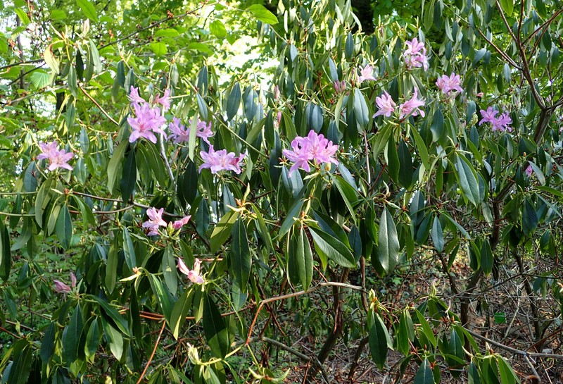 Rhododendron searsiae photo 4