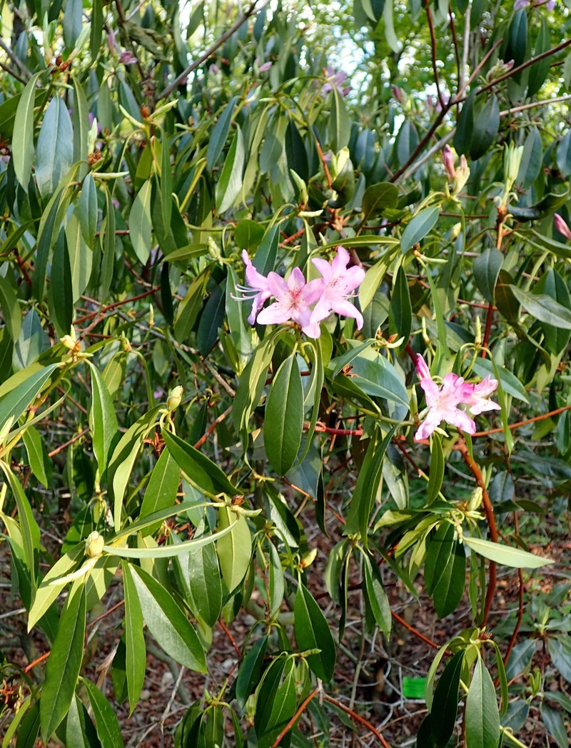 Rhododendron searsiae photo 5