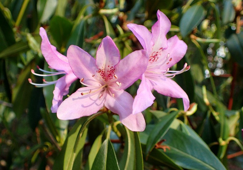 Rhododendron searsiae photo 6