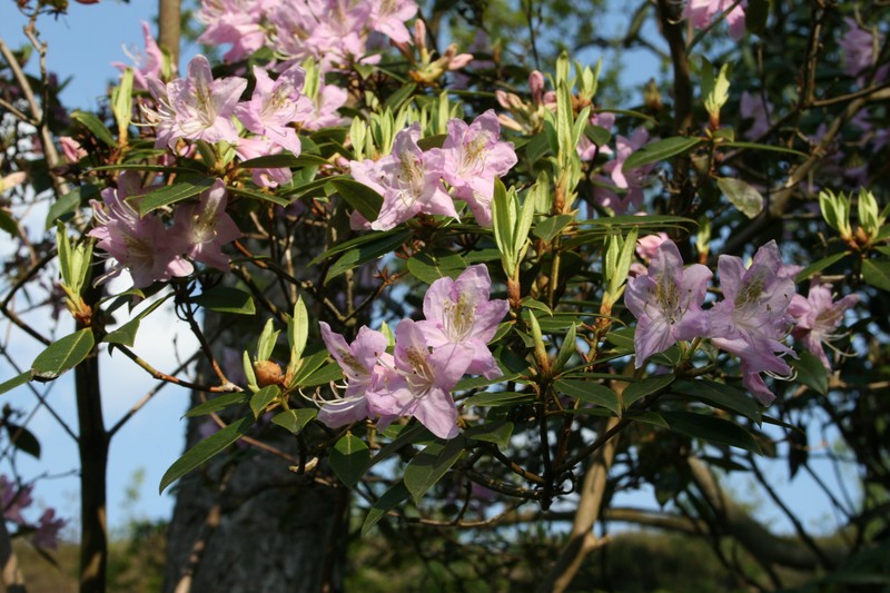 Rhododendron searsiae photo 7
