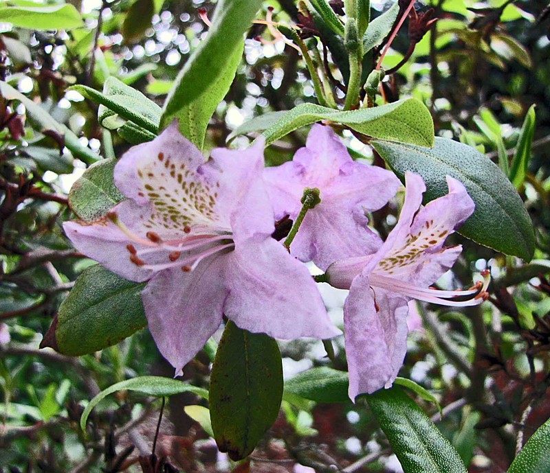 Rhododendron searsiae photo 8