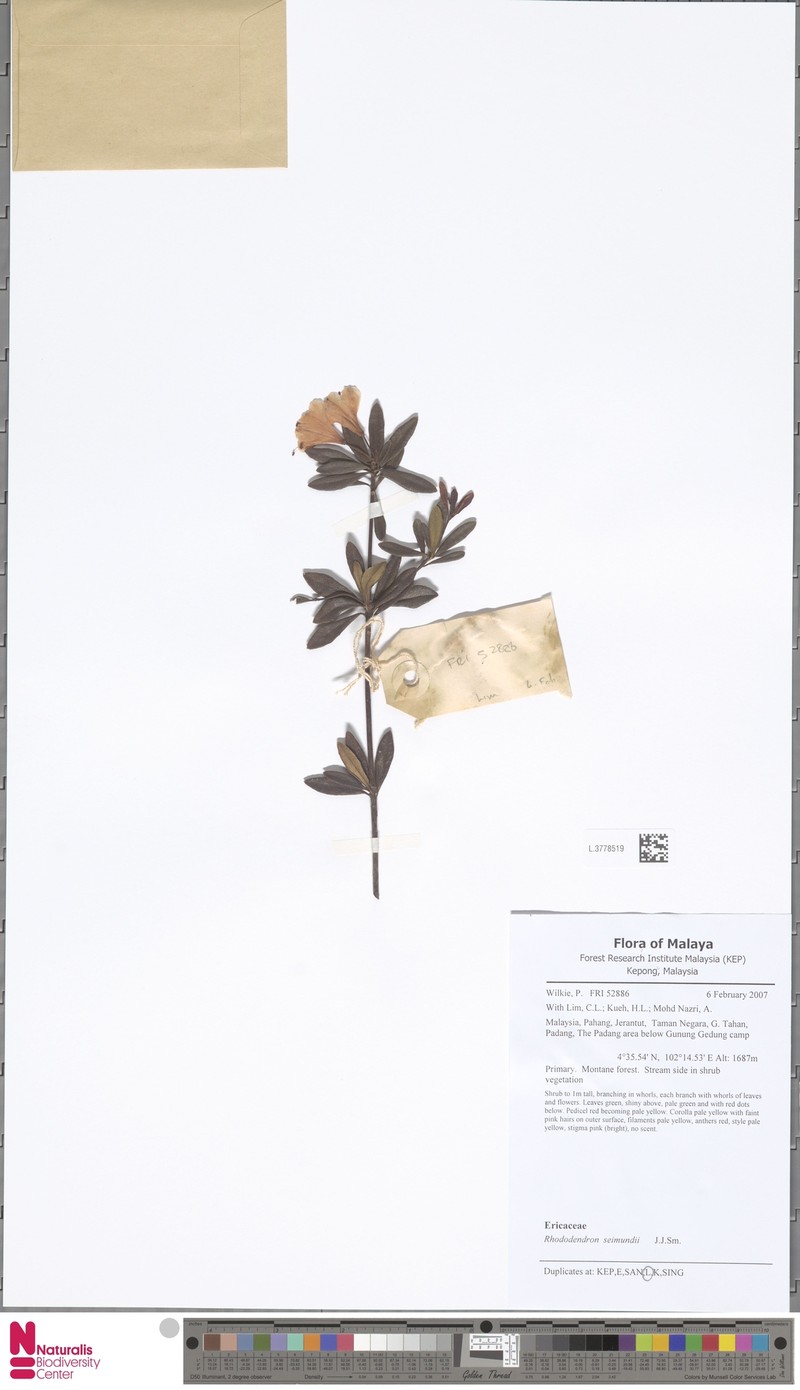 Rhododendron seimundii