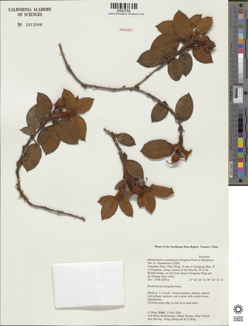 Rhododendron seinghkuense