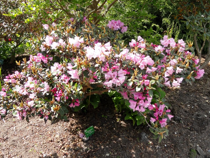 Rhododendron selense