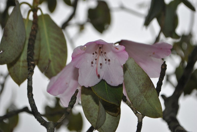 Rhododendron selense photo 2
