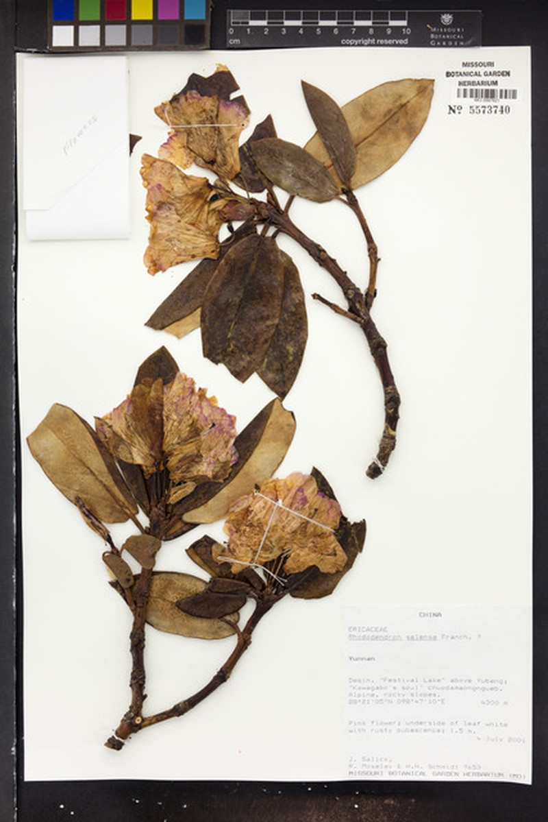 Rhododendron selense photo 4