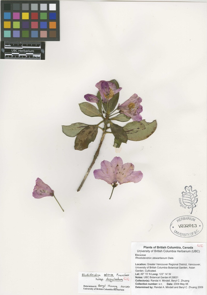 Rhododendron selense subsp. dasycladum