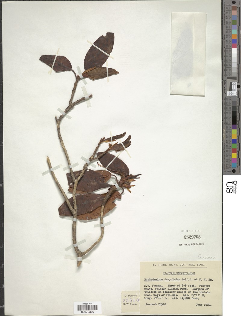 Rhododendron selense subsp. dasycladum photo 2