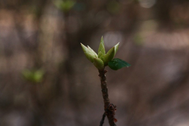 Rhododendron semibarbatum photo 2