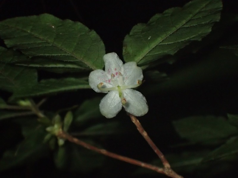 Rhododendron semibarbatum photo 5