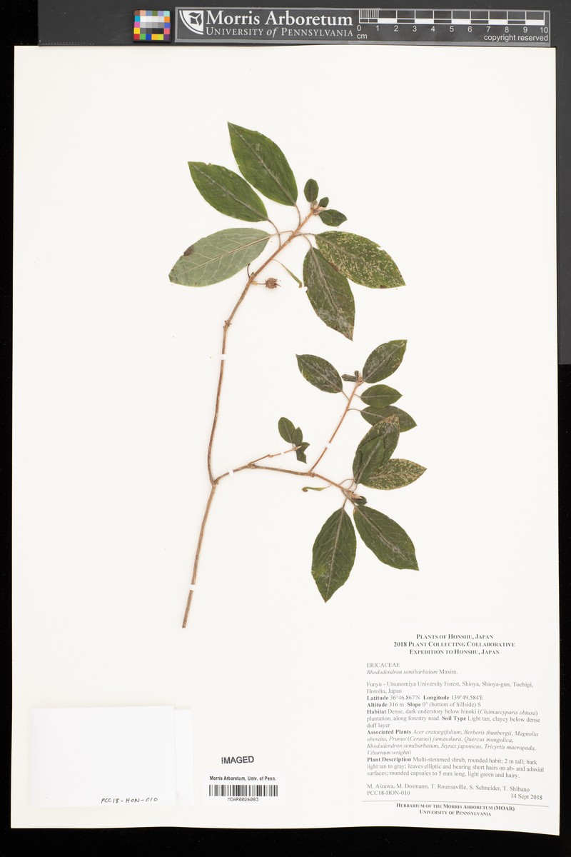 Rhododendron semibarbatum photo 6