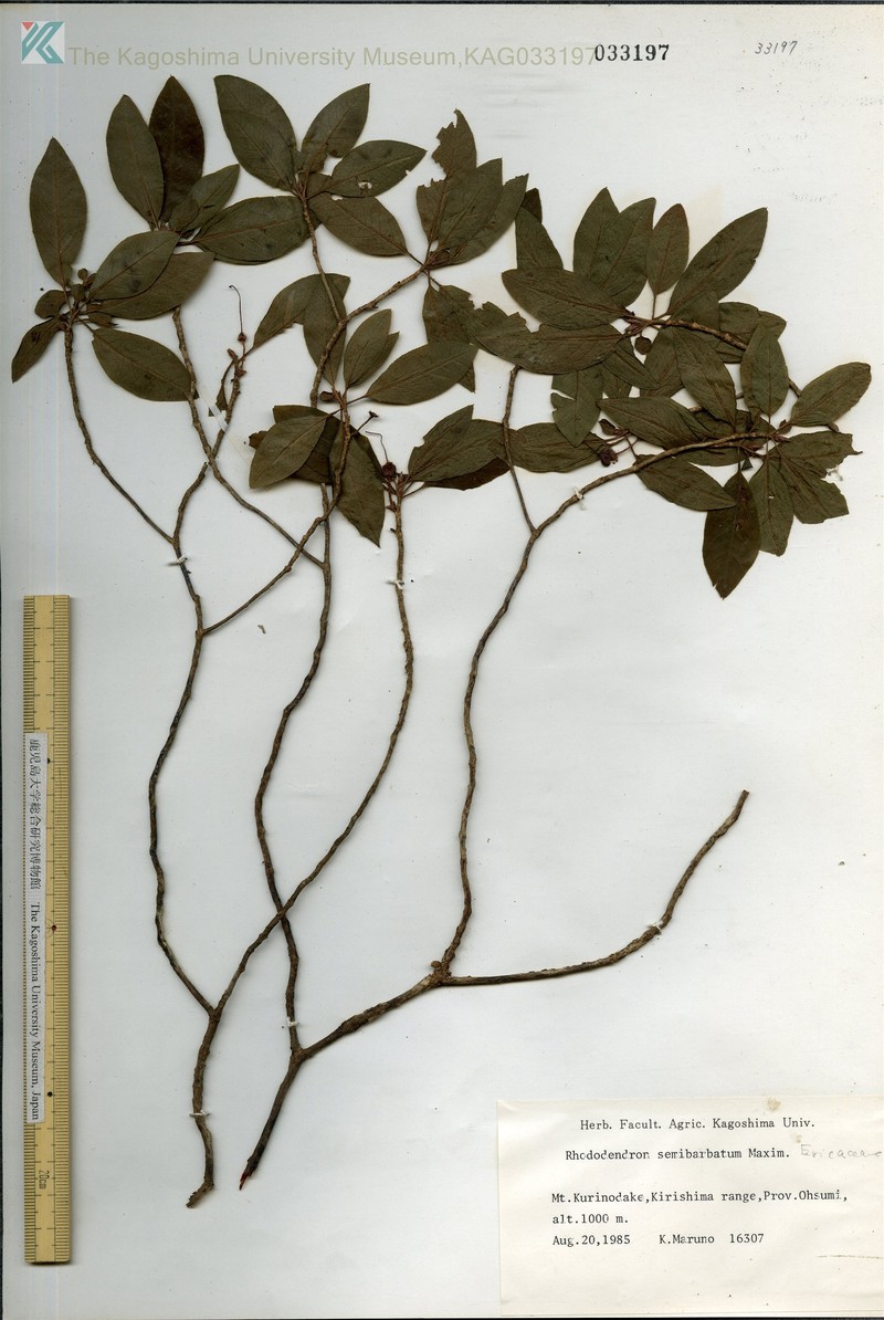 Rhododendron semibarbatum photo 8