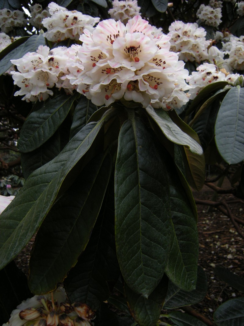 Rhododendron semnoides photo 2