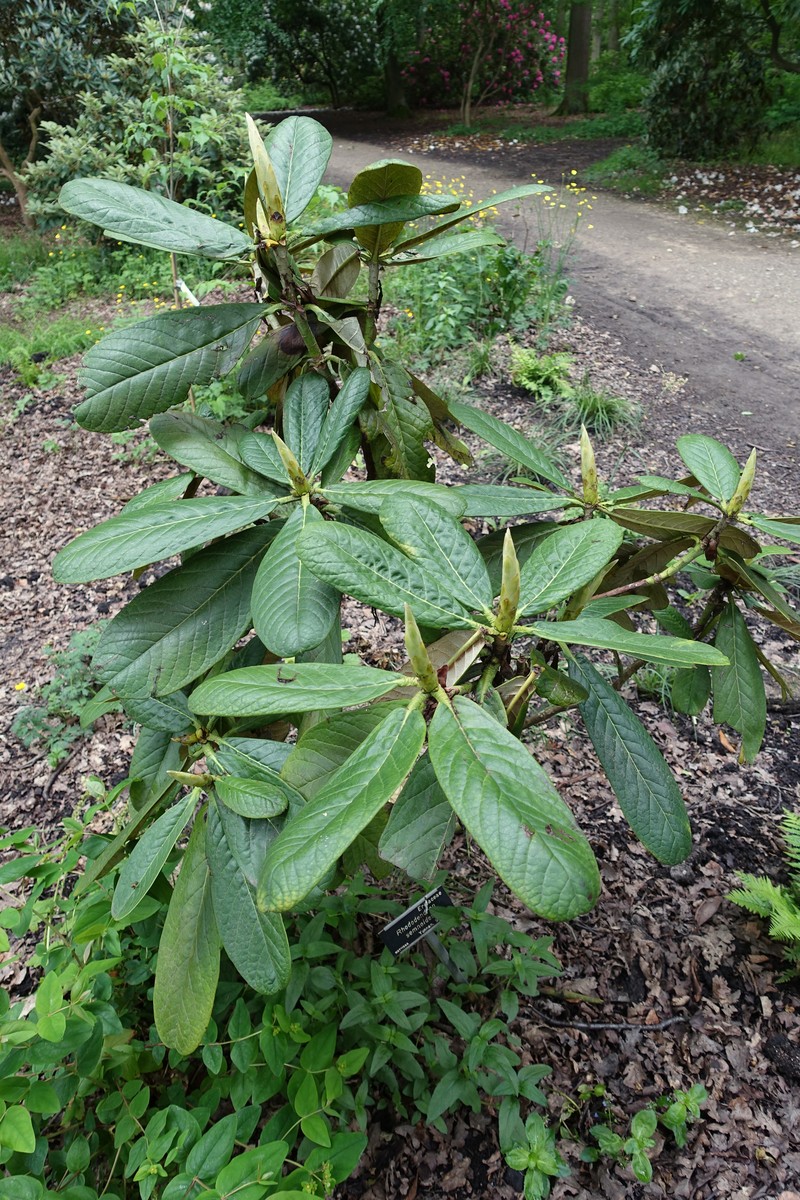 Rhododendron semnoides