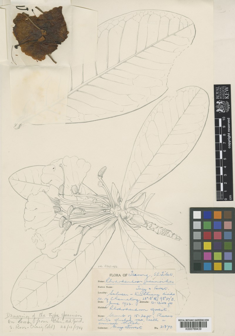 Rhododendron semnoides photo 3