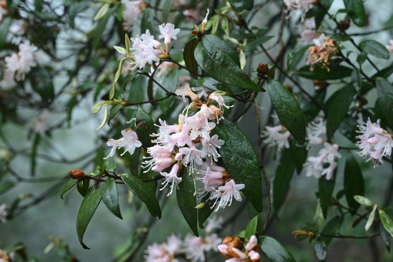 Rhododendron seniavinii