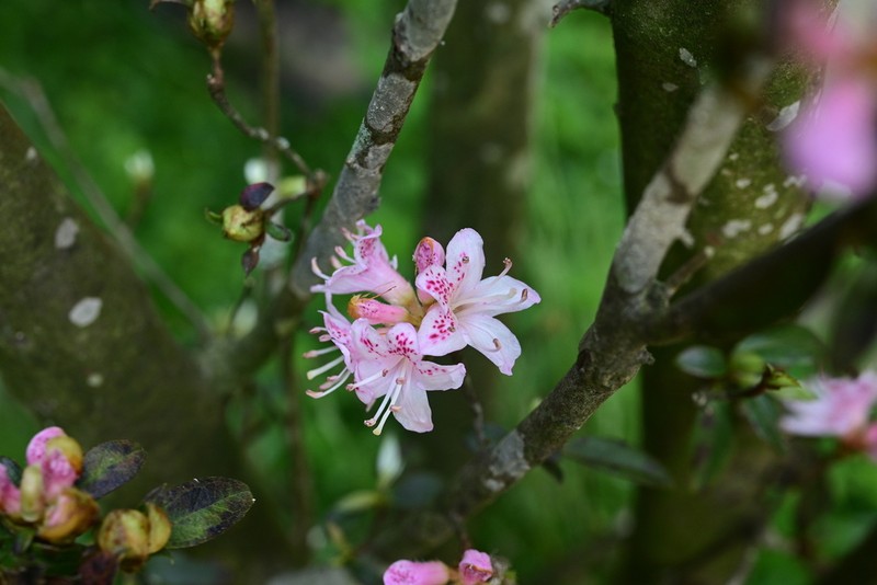 Rhododendron seniavinii photo 2