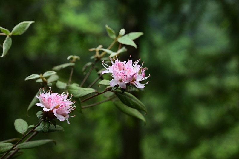 Rhododendron seniavinii photo 3