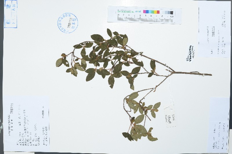 Rhododendron seniavinii photo 4