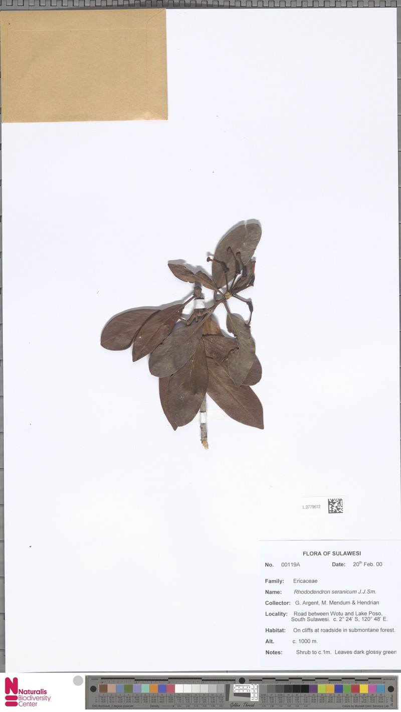 Rhododendron seranicum