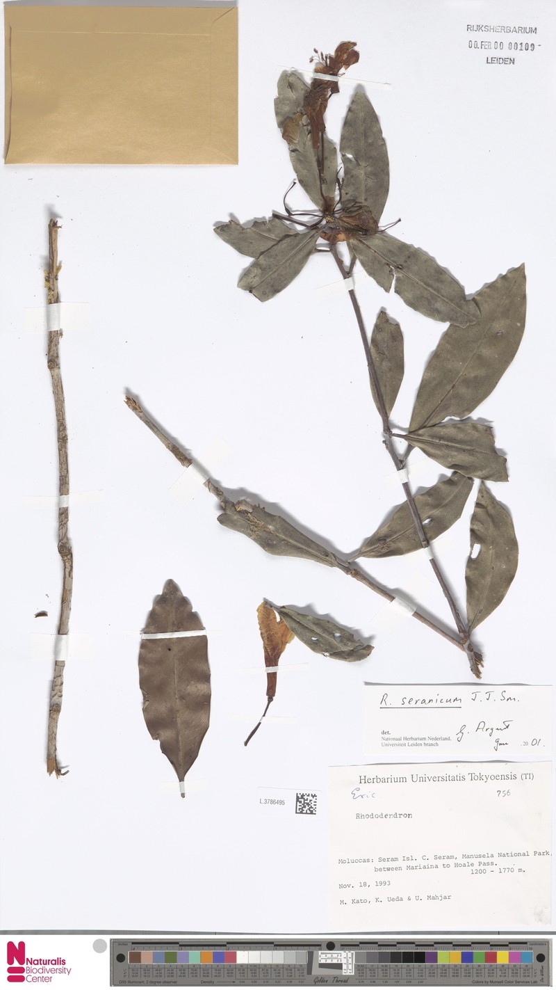 Rhododendron seranicum photo 2