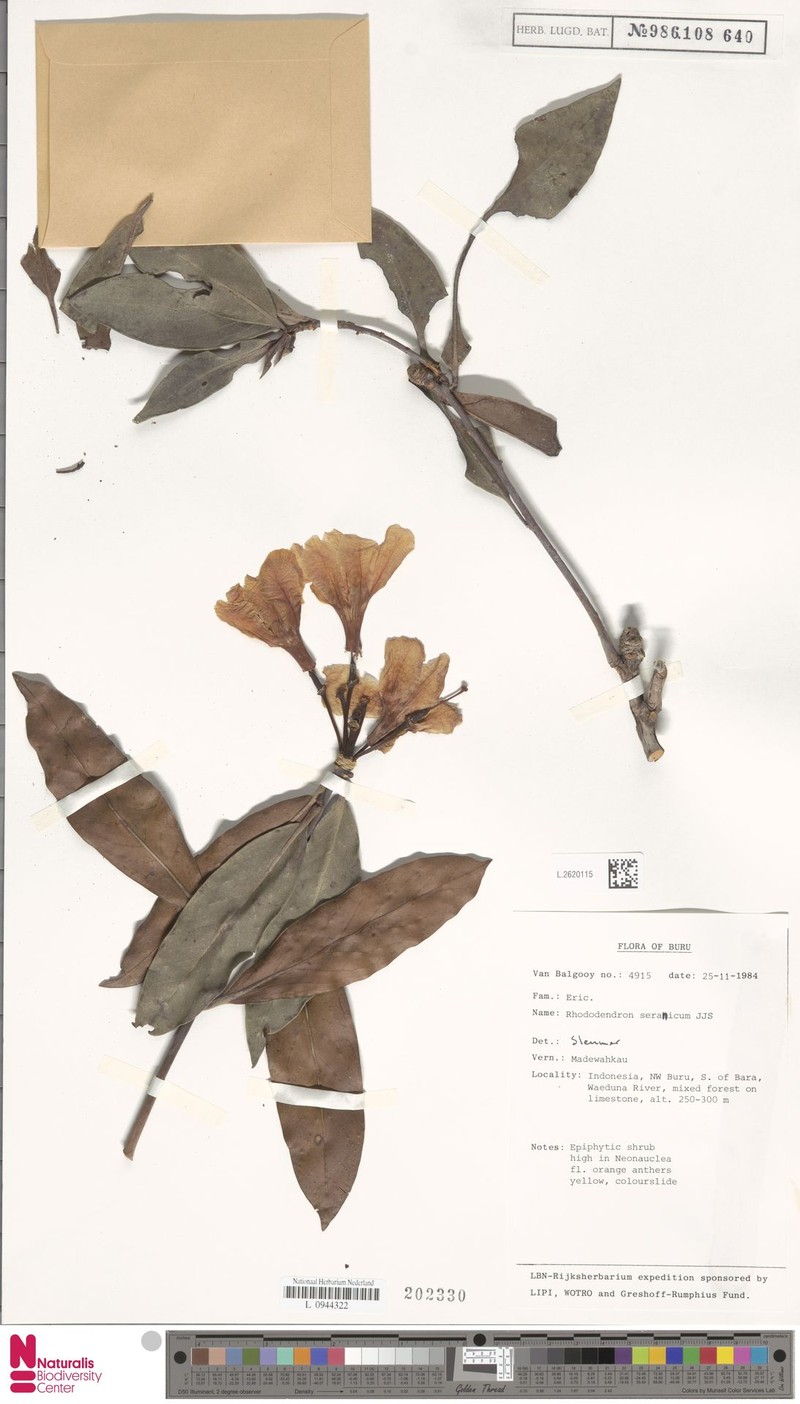 Rhododendron seranicum photo 3