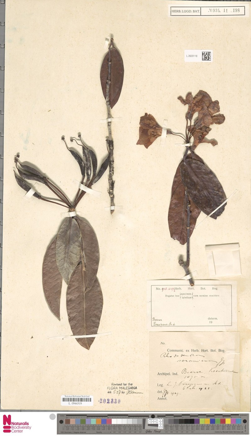 Rhododendron seranicum photo 8