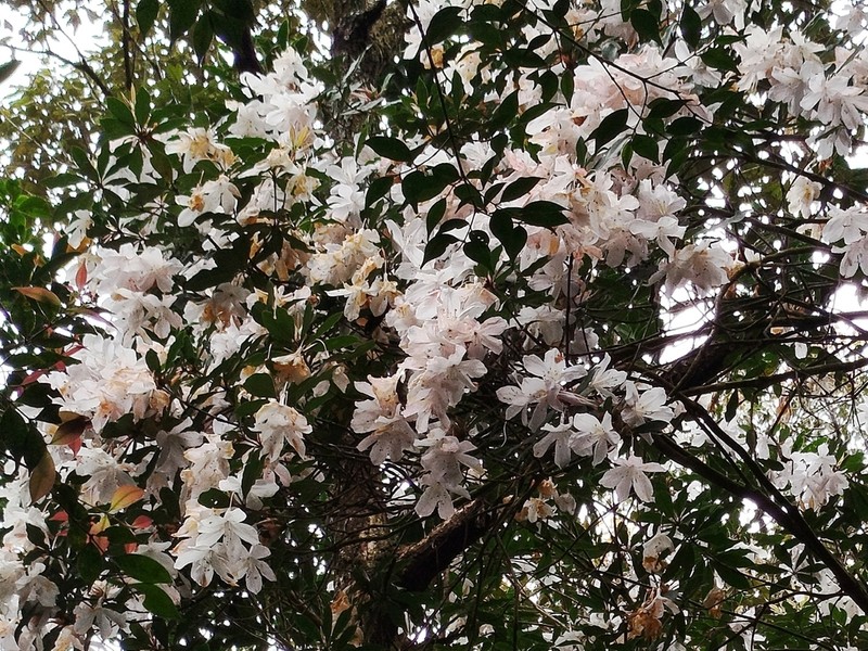Rhododendron serotinum photo 2